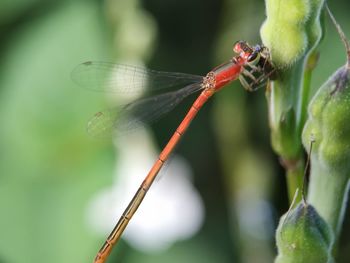 Close-up of dragonfly on plant