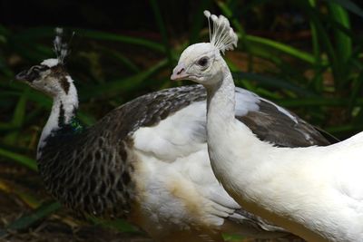 Close-up of a duck
