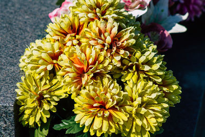 High angle view of yellow flowering plant