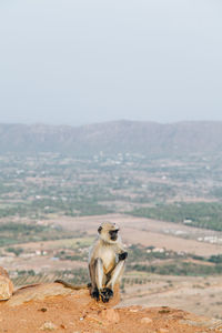 Monkey sitting on rock