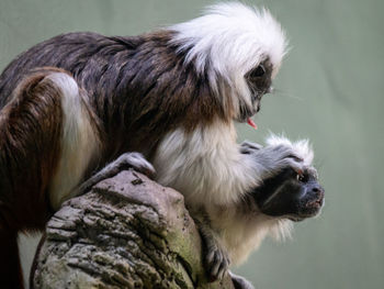 Grooming time with cotton-top tamarins.