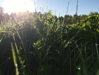 Trees growing in field