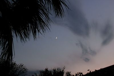 Low angle view of trees against sky at night