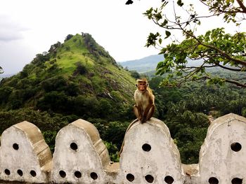 Monkey looking at camera in sri lanka