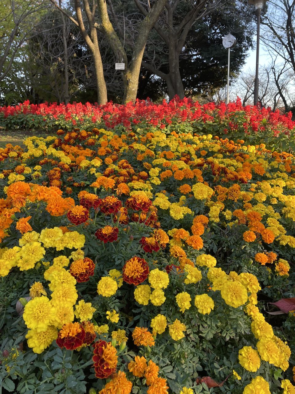 plant, growth, flower, beauty in nature, flowering plant, nature, yellow, day, no people, tree, autumn, freshness, leaf, fragility, outdoors, shrub, close-up, tranquility, high angle view, multi colored, garden, orange color, branch, abundance