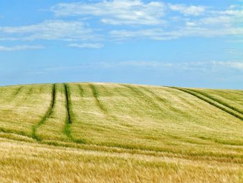Scenic view of field against sky