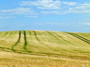 Scenic view of grassy field against sky