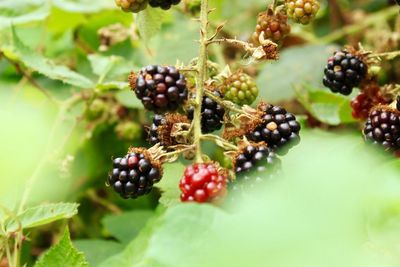 Close-up of berries growing on plant