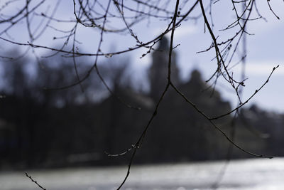 Close-up of branches during winter