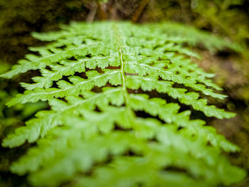 Close-up of fern leaves