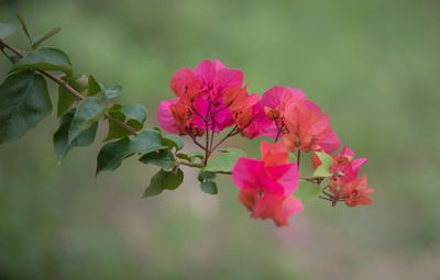 Close-up of pink flowering plant