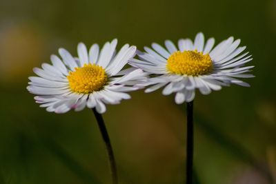 Close-up of white daisy flower