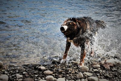 High angle view of dog running on beach
