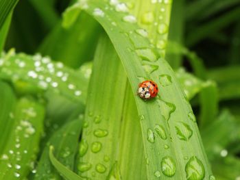 Close-up of ladybug on leaf