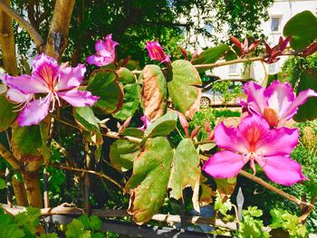 Close-up of pink flowers blooming outdoors