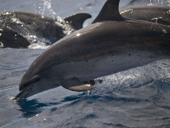 Side view of dolphins in water