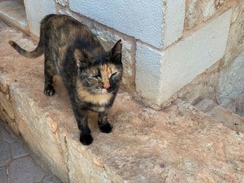 High angle view of cat sitting on wall