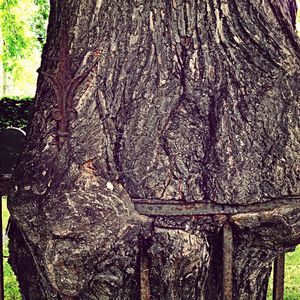 Close-up of tree trunk