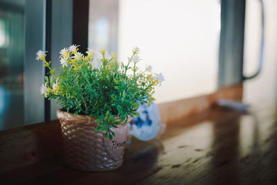 Close-up of potted plant on table