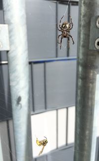 Close-up of spider on web