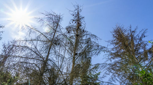 Low angle view of trees against sky