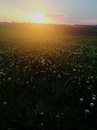 Scenic view of field against sky at sunset