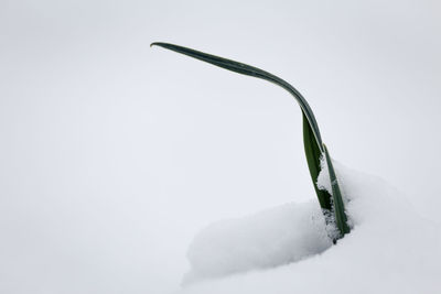 Close-up of plant against white background