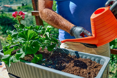 Hands of a man with black gloves watering with watering can the ground in flower pot with geranium