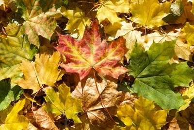 Close-up of maple leaves