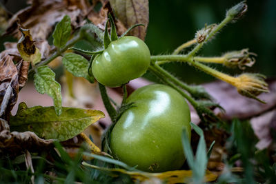Close-up of fruits growing on tree
