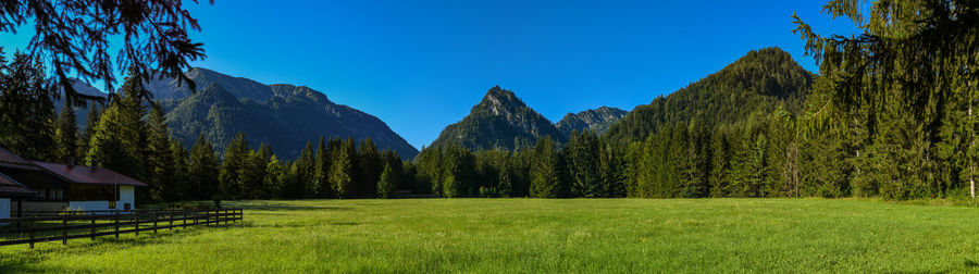 Panoramic shot of trees on landscape against clear blue sky