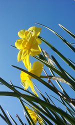 Low angle view of yellow flowers blooming against blue sky