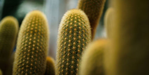 Close-up of plant