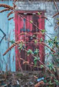 Close-up of flowering plant against fence