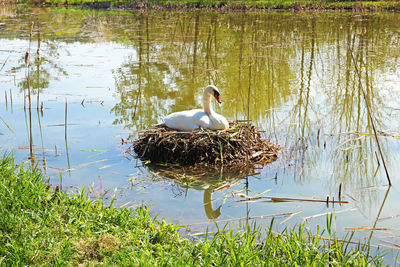 Bird in a lake