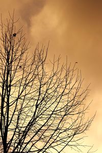 Low angle view of silhouette bare tree against sky at sunset