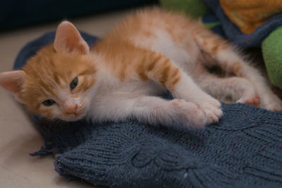 High angle view of kitten relaxing at home