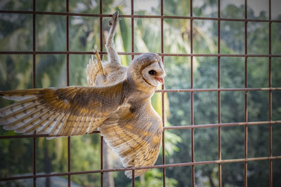 Bird in cage