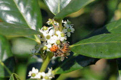 Close-up of bee on flower