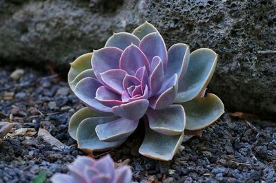 Close-up of frangipani on rock