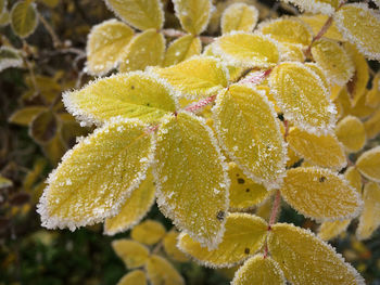 Close-up of yellow flowering plant