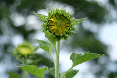 Close-up of sunflower bud