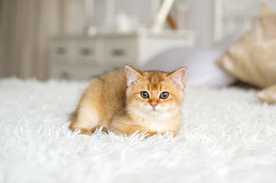 A small red-haired british kitten is lying on a white blanket in the room