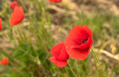 Close-up of red poppy flower