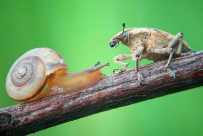 Close-up of insect on leaf
