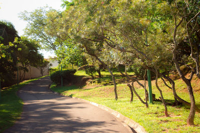 Empty pathway along trees