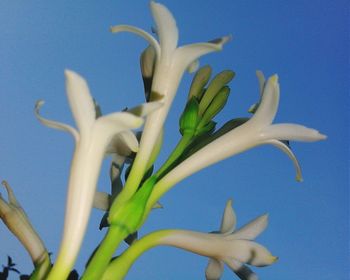 Close-up of flowers against blue sky