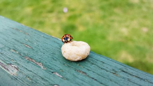 Close-up of ladybug on wood