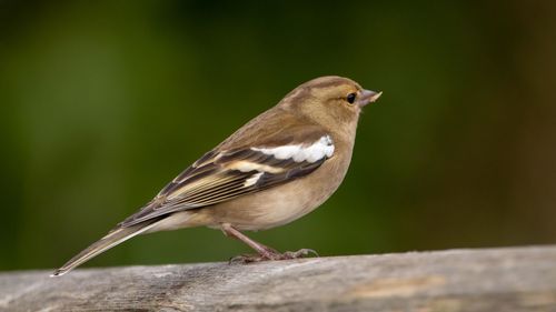 Close-up of bird perching on wood