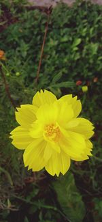 Close-up of yellow flowering plant